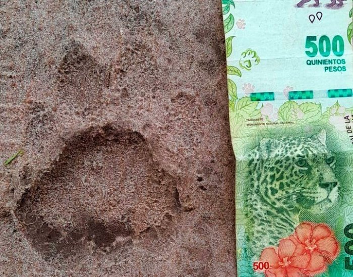 La fotograf&iacute;a con la huella de unos 10 cent&iacute;metros, tomada en el Parque Nacional Iber&aacute;.