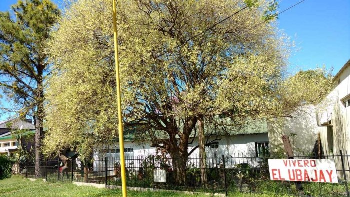 &Aacute;rbol de ubajay plantado en 1974