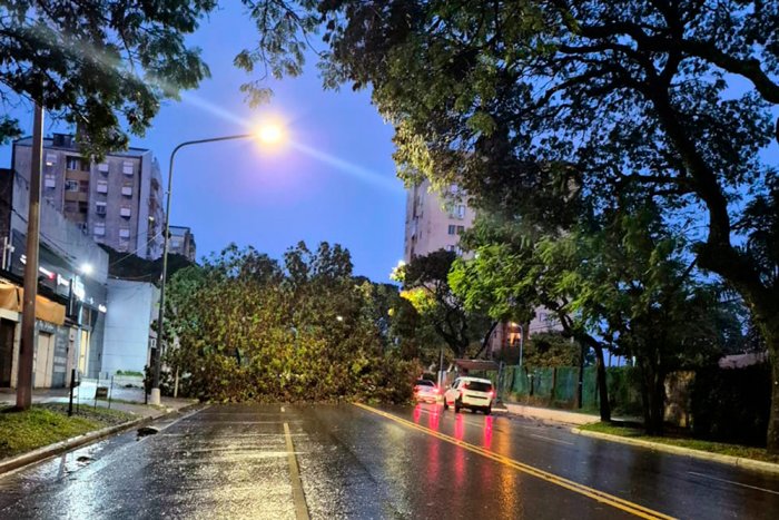 De norte a sur, as&iacute; se observa c&oacute;mo cay&oacute; el a&ntilde;ejo &aacute;rbol.