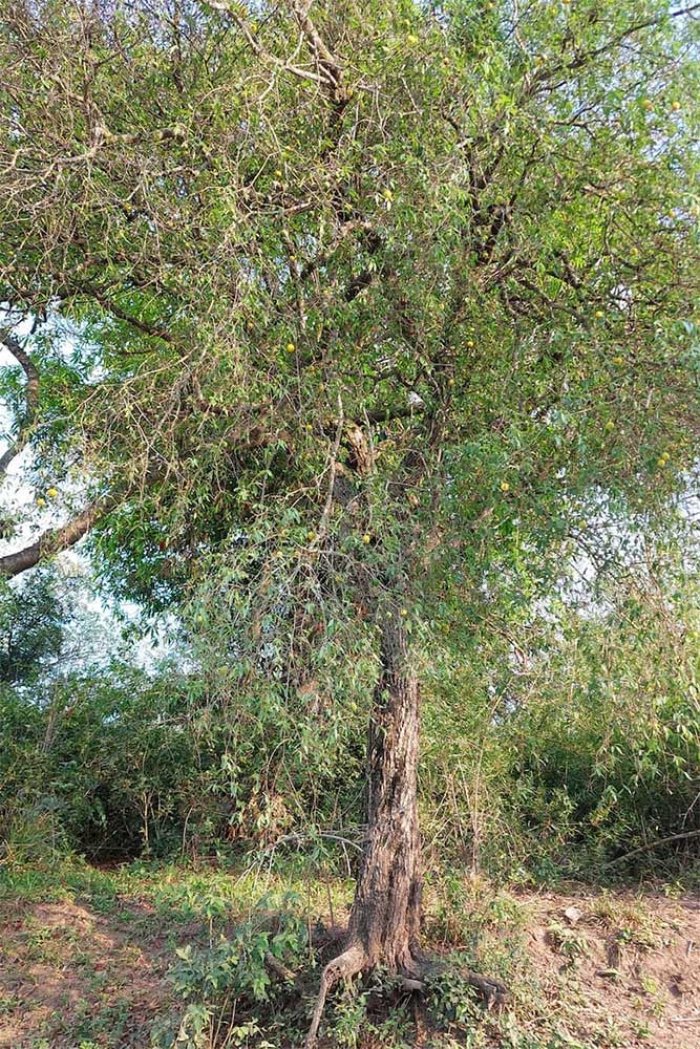 El &aacute;rbol Ubajay -  Cr&eacute;dito Fabricio Erramuspe