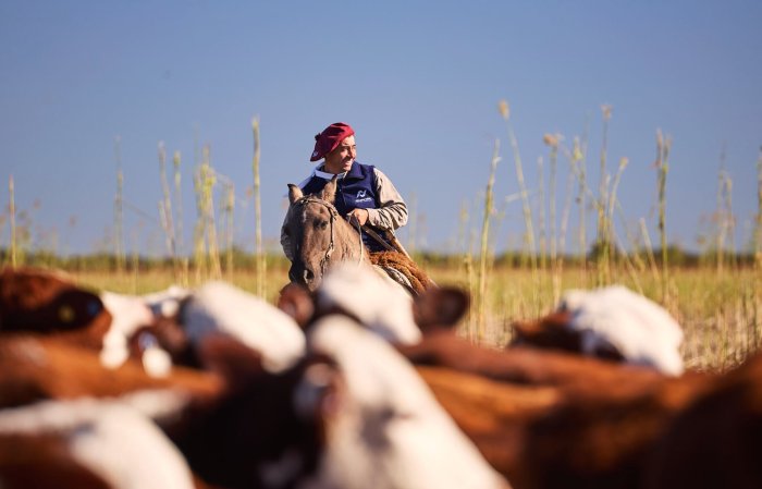 Actualmente cuentan con unas 3000 madres y proyectan llevar el rodeo a entre 6000 y 7000.