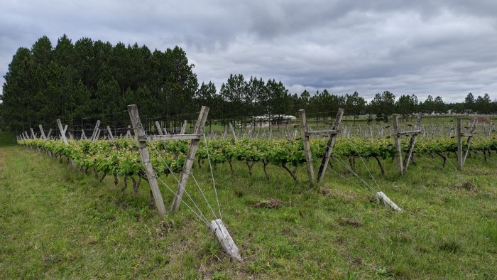 El lote org&aacute;nico del tannat en Finca F&eacute;nix.