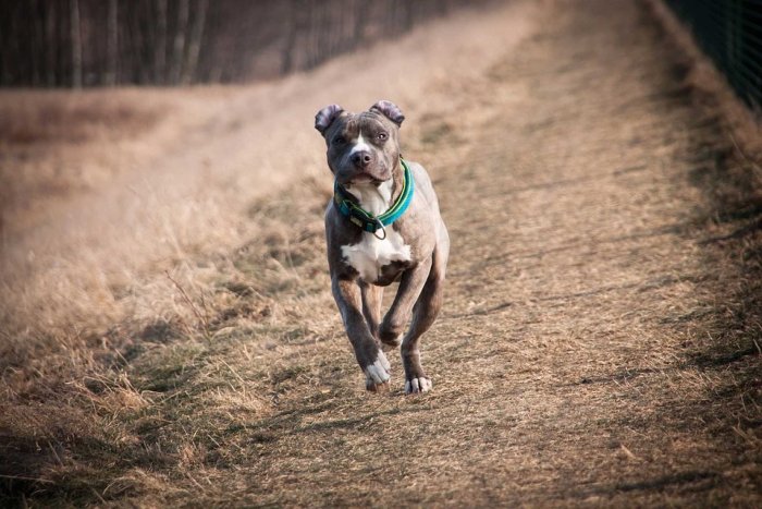 Perro pitbull. Foto: Pixabay.