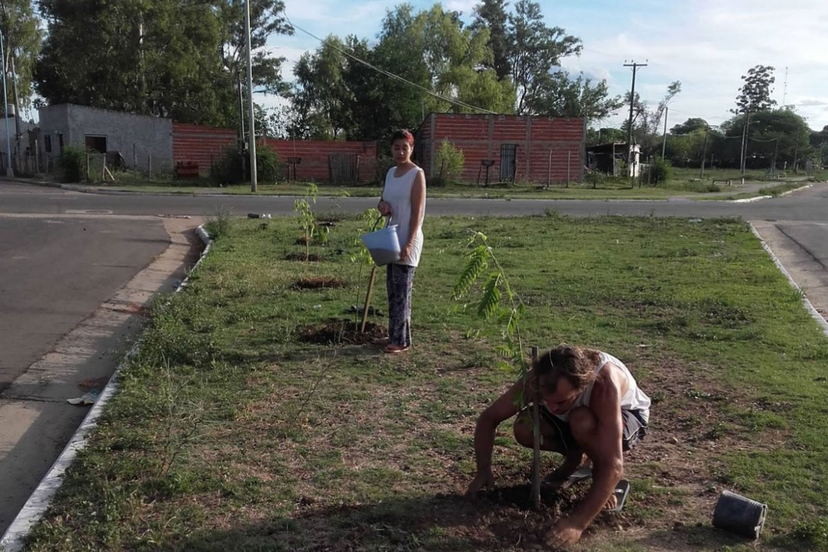 As&iacute; plantan los &aacute;rboles en Carretera La Cruz.