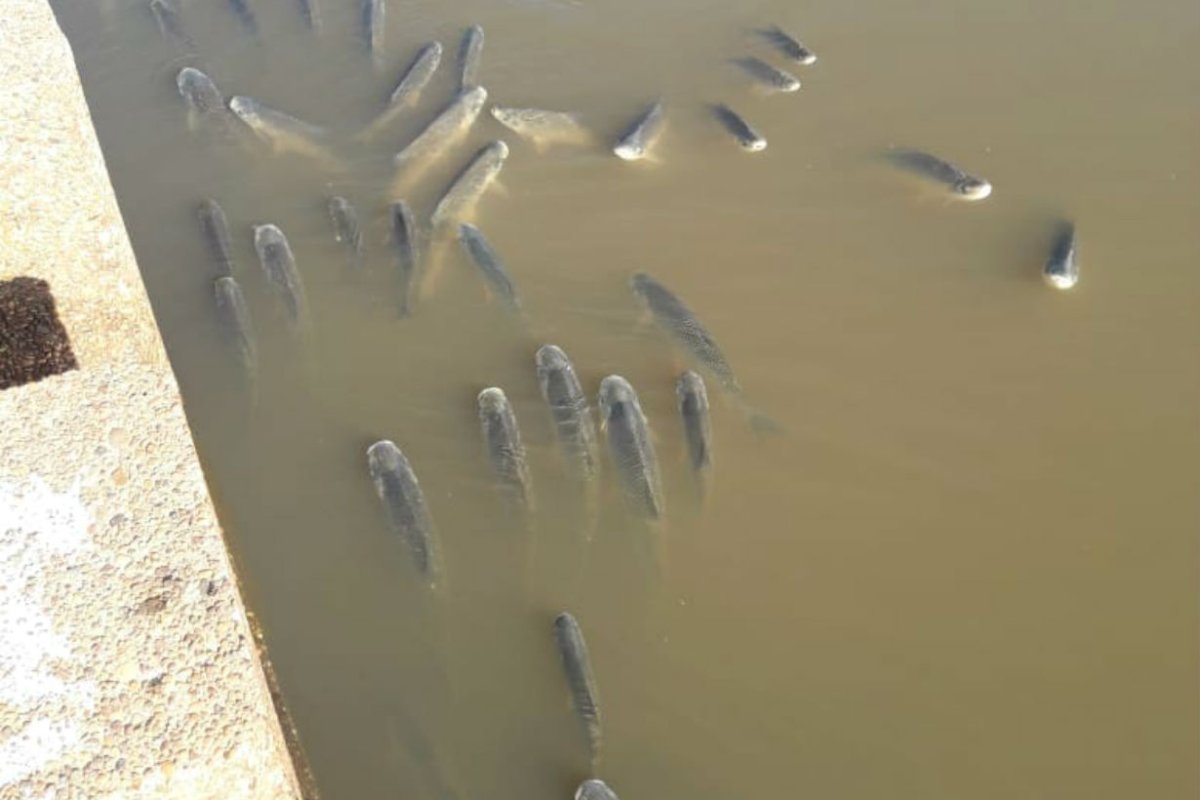 Los s&aacute;balos, atrapados en el arroyo.