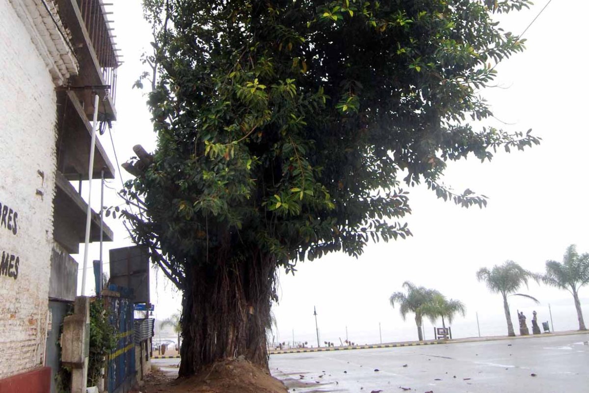 El ficus de la pol&eacute;mica