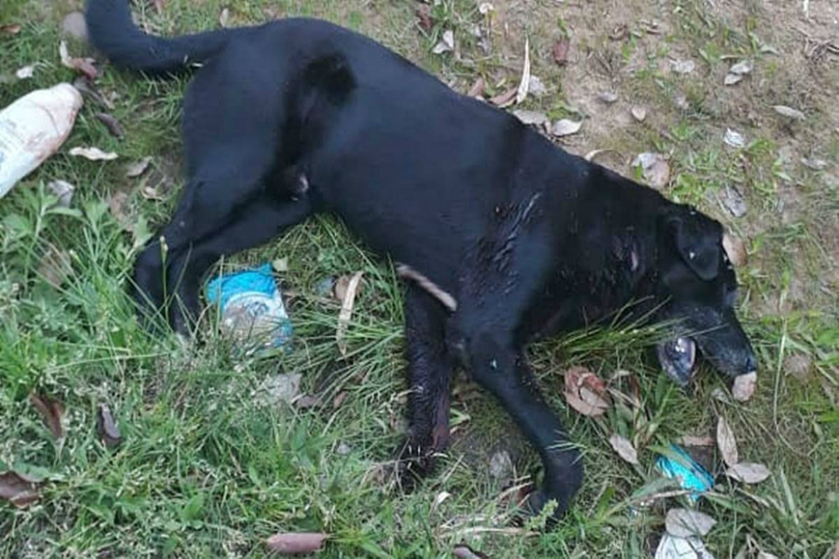 El perro agoniz&oacute; alrededor de una hora.