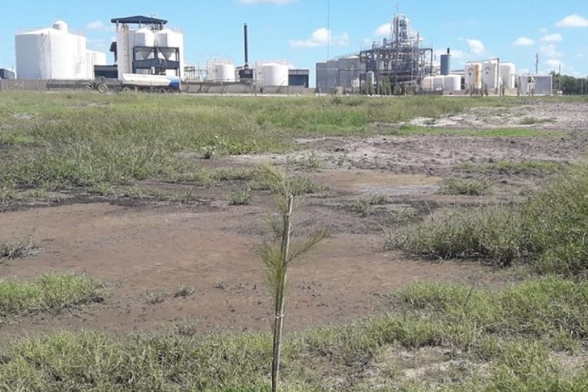 Im&aacute;genes tomadas por el grupo ambiental de Nogoy&aacute;