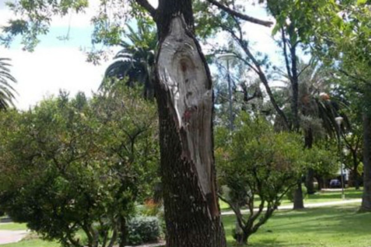 La imagen en el &aacute;rbol (FM Riel)