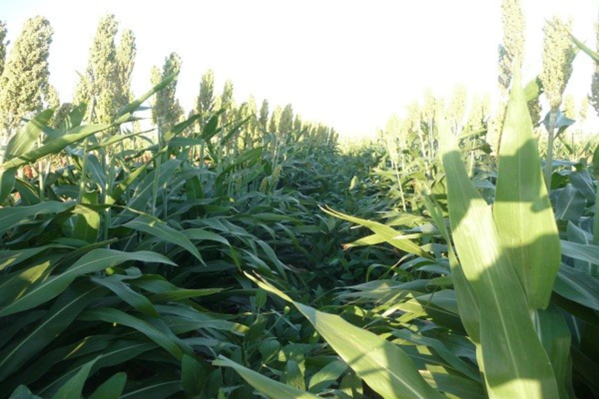 Cay&oacute; un 6% la superficie plantada con sorgo.