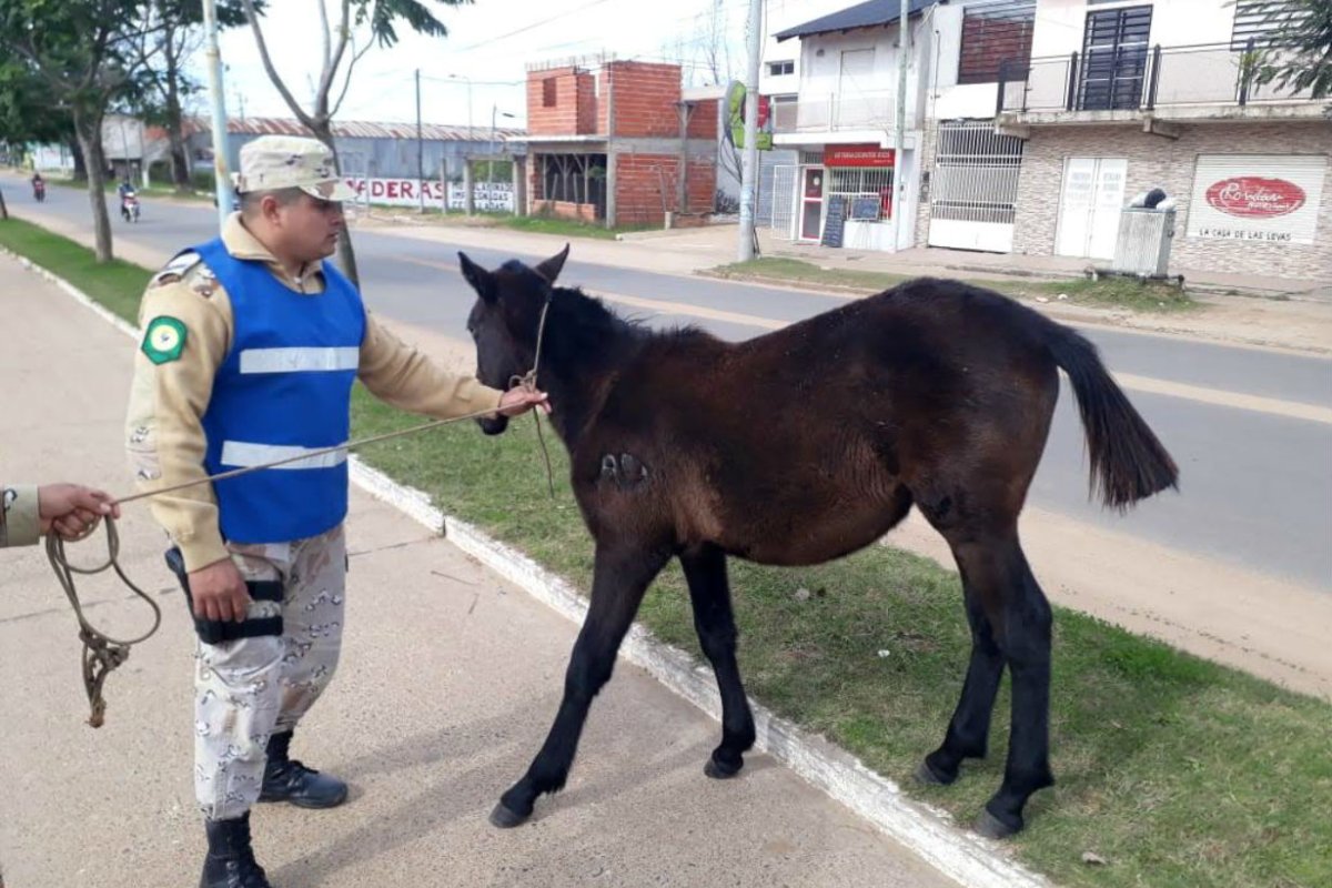 Cardozo prestaba servicios en la Polic&iacute;a Rural.