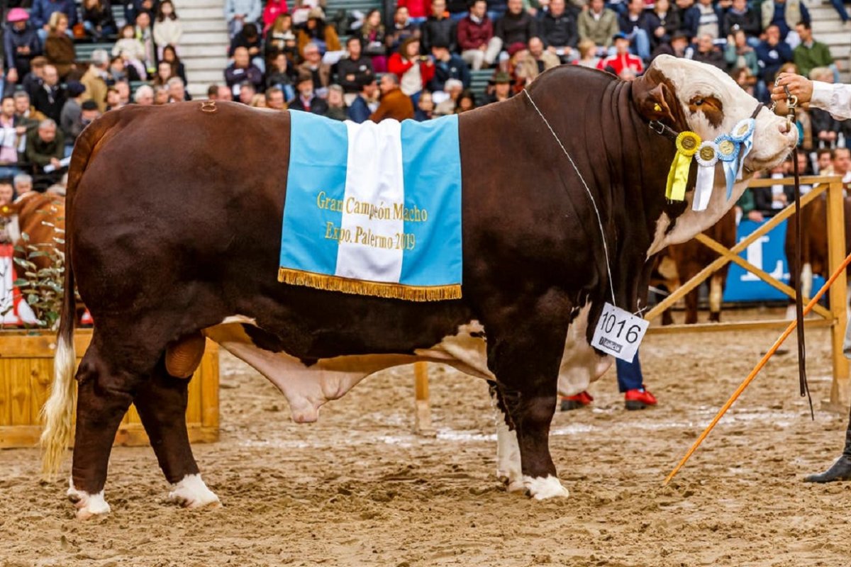 &ldquo;Calden&rdquo;, el toro entrerriano de 800 kilos.