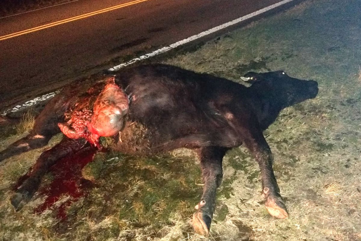 El vacuno suelto en la ruta provoc&oacute; el accidente.
