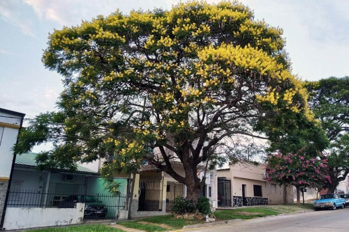 Ibirapit&aacute; en calle Chabrill&oacute;n de Concordia
