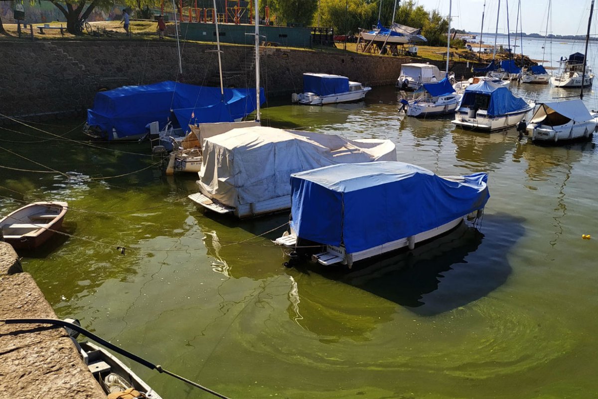 Algas en puerto de Col&oacute;n (foto: Rub&eacute;n Com&aacute;n).