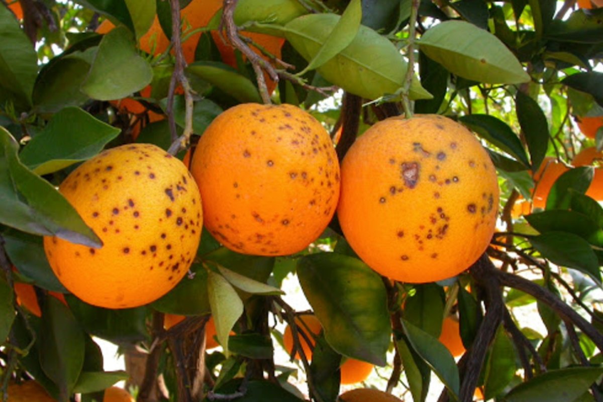 "Black spot" es una enfermedad del citrus.