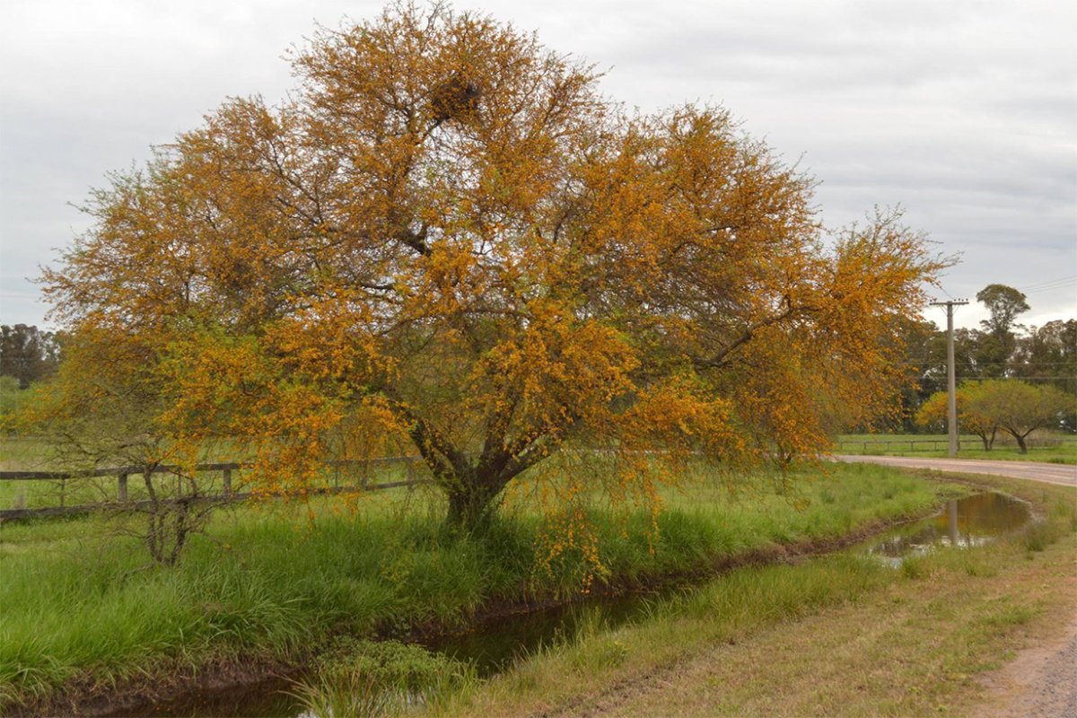 Espinillo, el &aacute;rbol entrerriano.