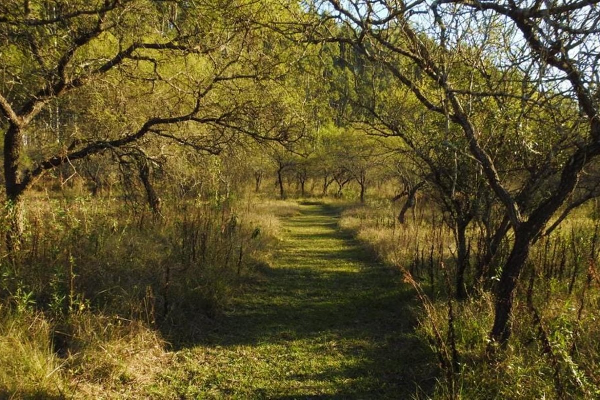 El monte de espinillos en reserva Villa Carmen.