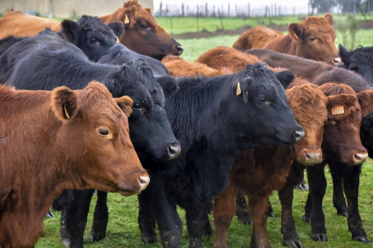 Recuperaron 13 vacunos de la raza Angus.