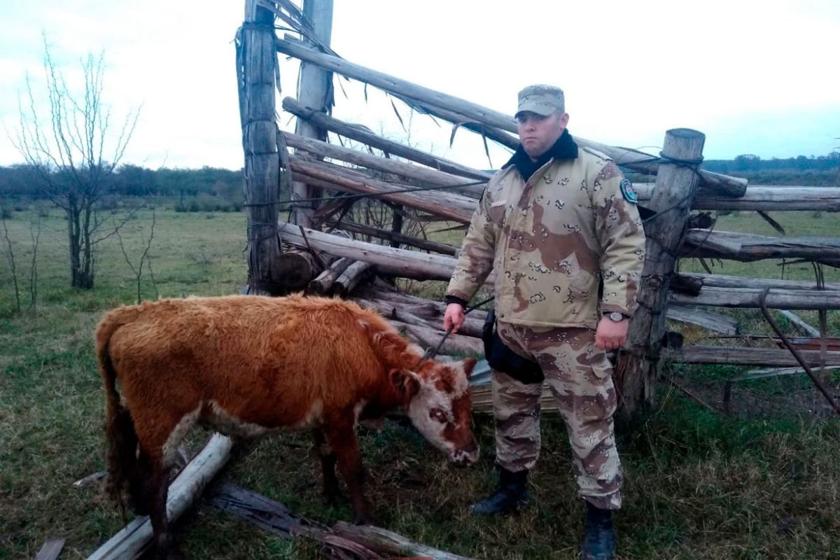 El ternero rescatado por la polic&iacute;a