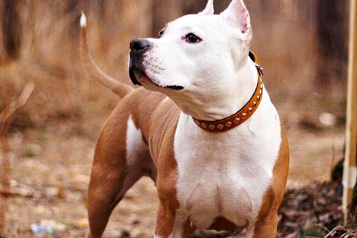 Perro de la raza American Stanford (ilustrativa)