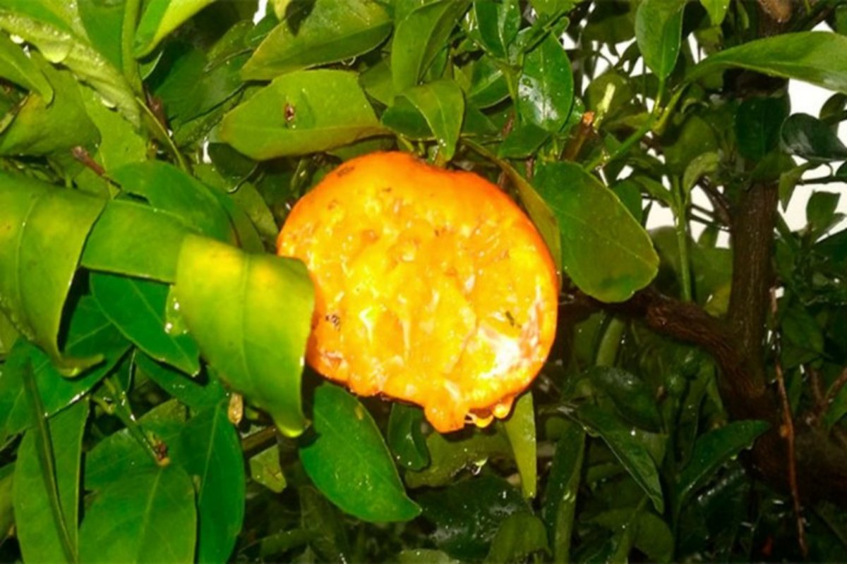Uno de los da&ntilde;os que mostr&oacute; Federcitrus.