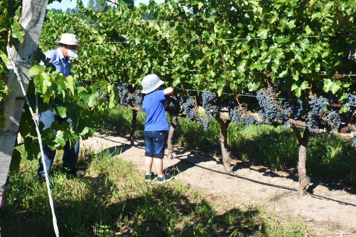 Dylan cosechando la variedad Marselan (foto: EER).