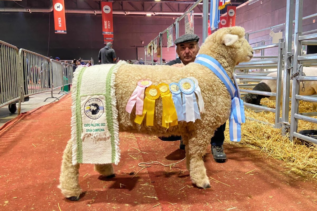 El ovino campe&oacute;n que ser&aacute; exportado a Brasil.