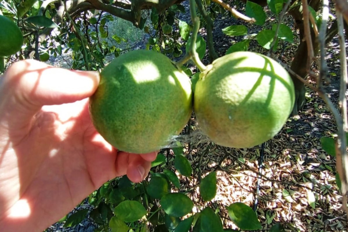 Da&ntilde;o en la fruta de ara&ntilde;uela.