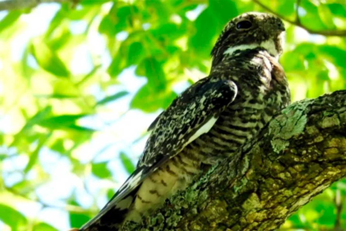 A&ntilde;apero Boreal Silvia-Gonz&aacute;lez para Ecoregistros
