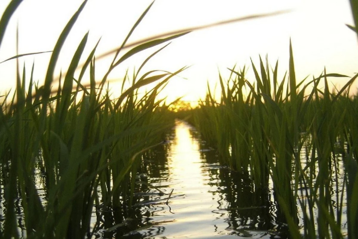 El arroz requiere agua como ning&uacute;n otro cultivo.