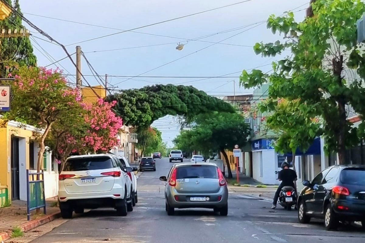 Post tormenta, un &aacute;rbol ca&iacute;do en calle La Rioja.