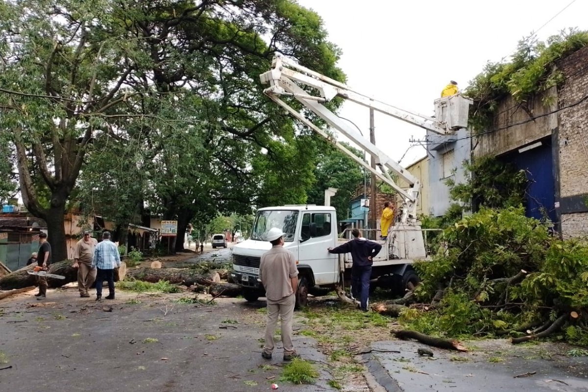 &Aacute;rbol ca&iacute;do en calle V&eacute;lez Sarsfield