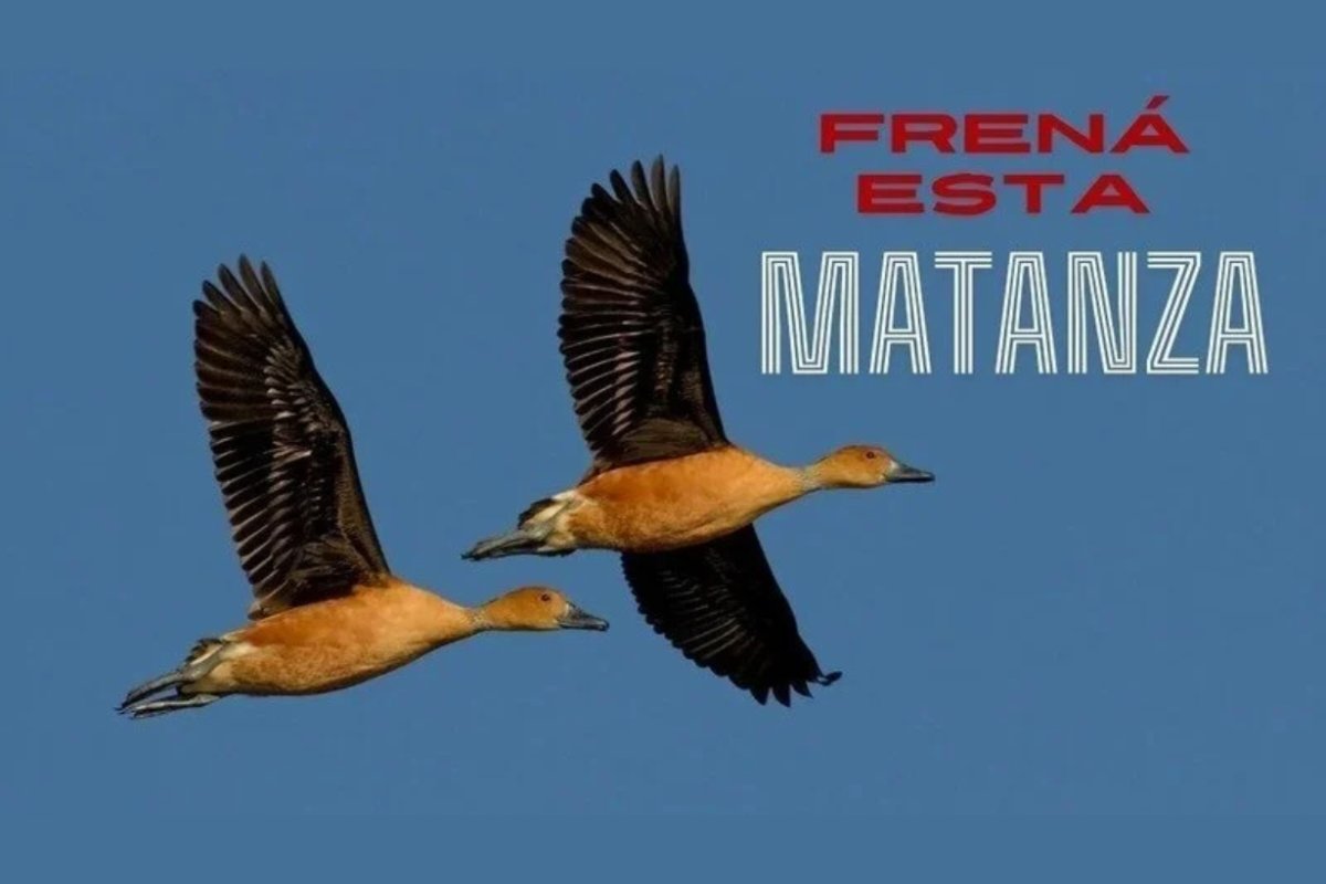 La imagen de la campa&ntilde;a que Ceydas hace en Change.