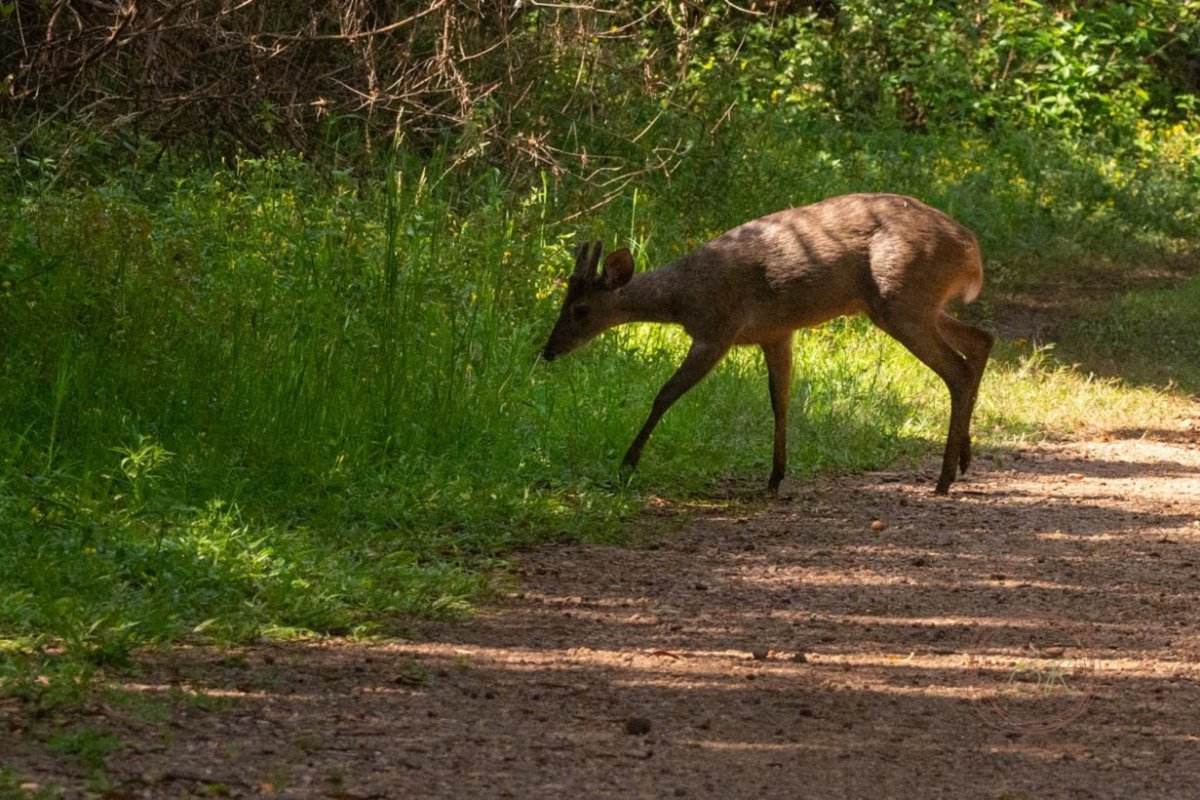 Viracho o Guazuncho en el Parque San Carlos.