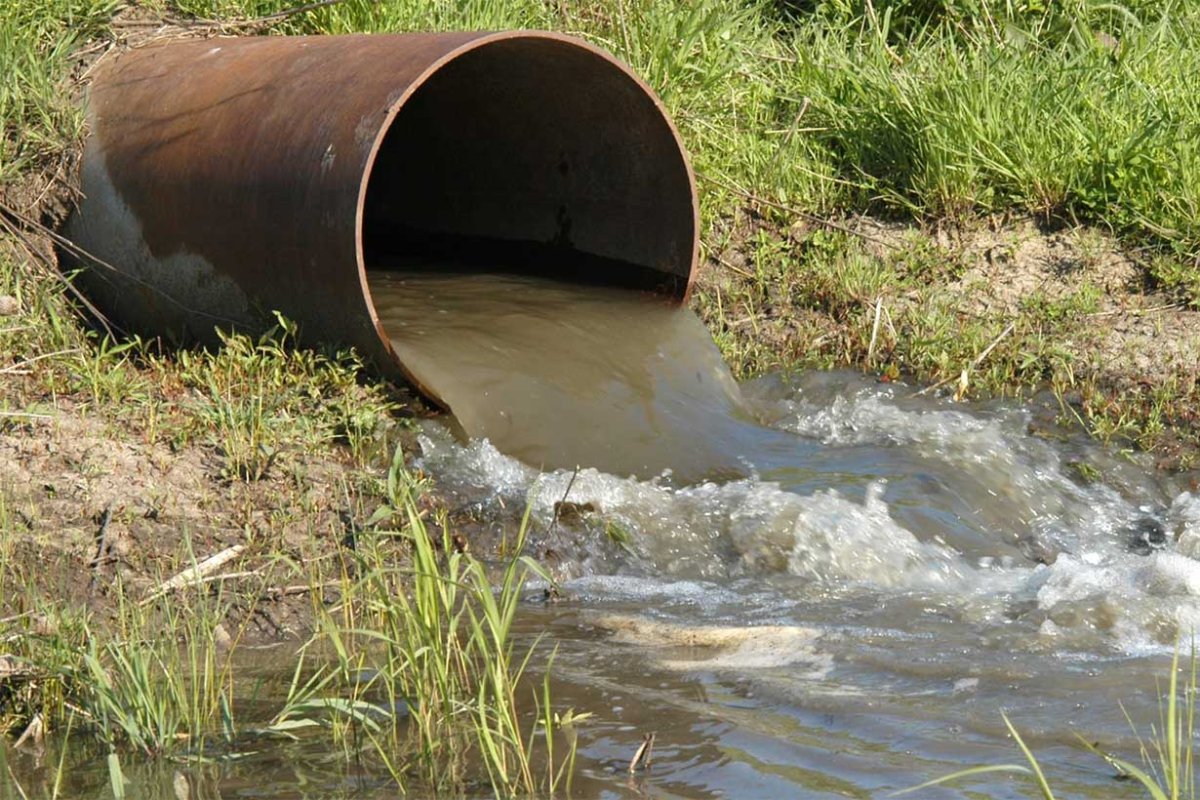 Las Plantas mejorar&aacute;n lo que llegue al r&iacute;o