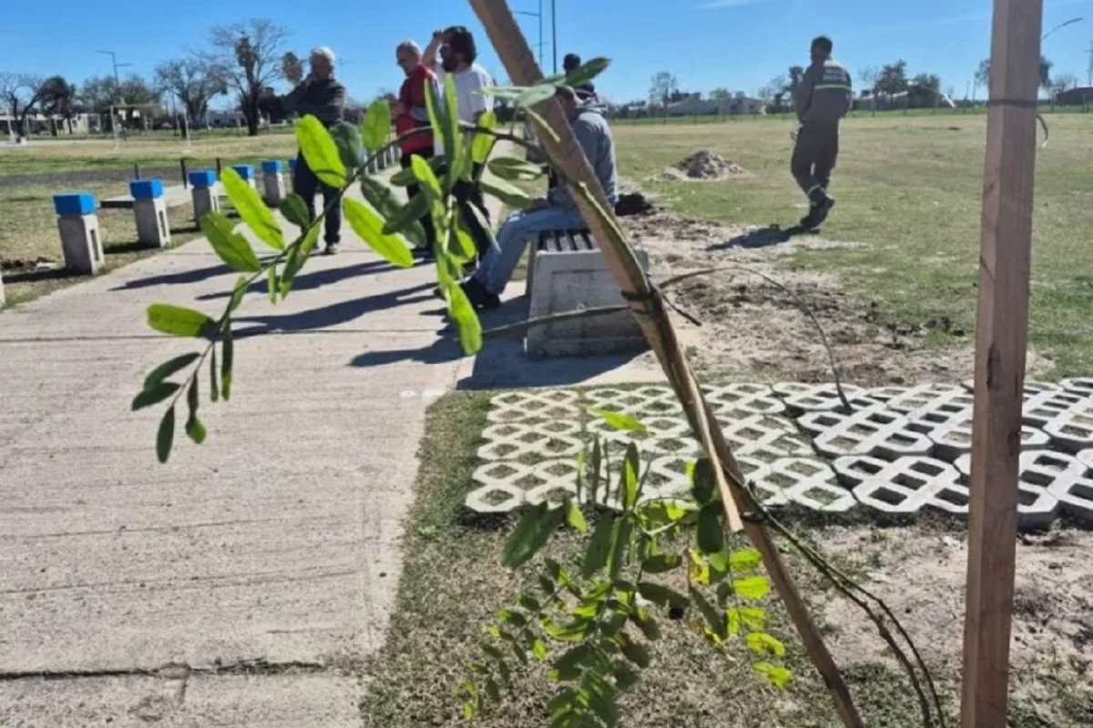 Plantaci&oacute;n de &aacute;rboles en Gualeguaych&uacute;.