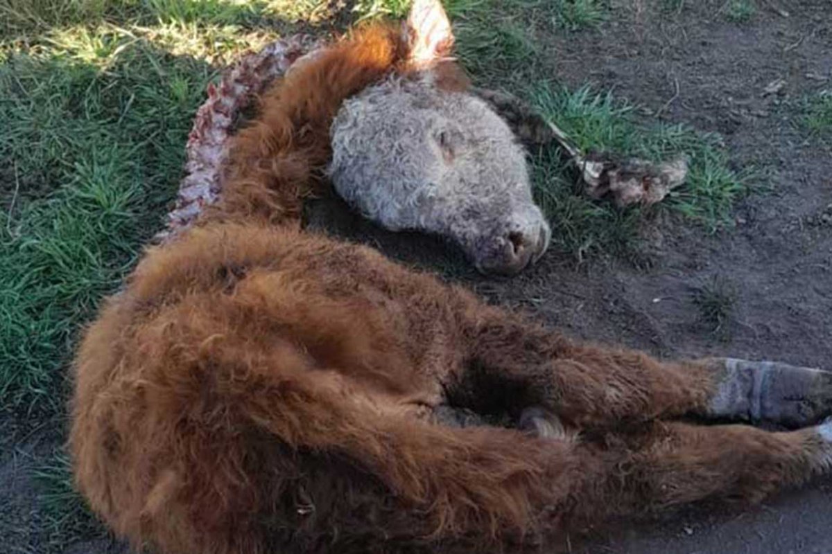 Imagen divulgada por Federaci&oacute;n Agraria