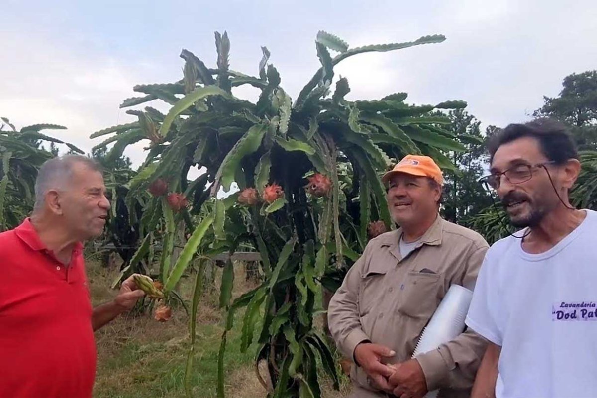Winograd en una plantaci&oacute;n de pitahaya