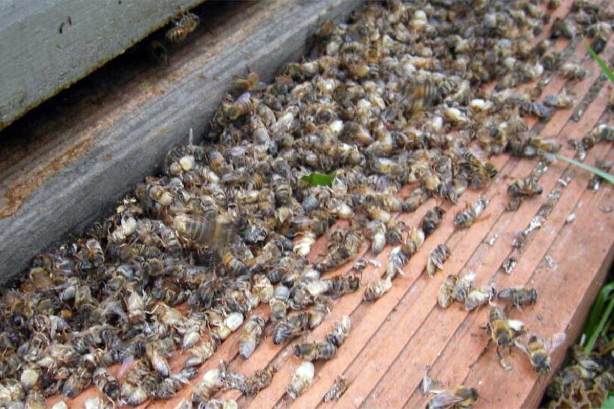 Abejas muertas: &iquest;Por qu&eacute;?