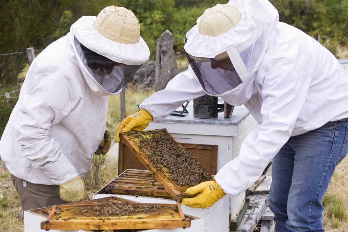 La apicultura se beneficiar&iacute;a