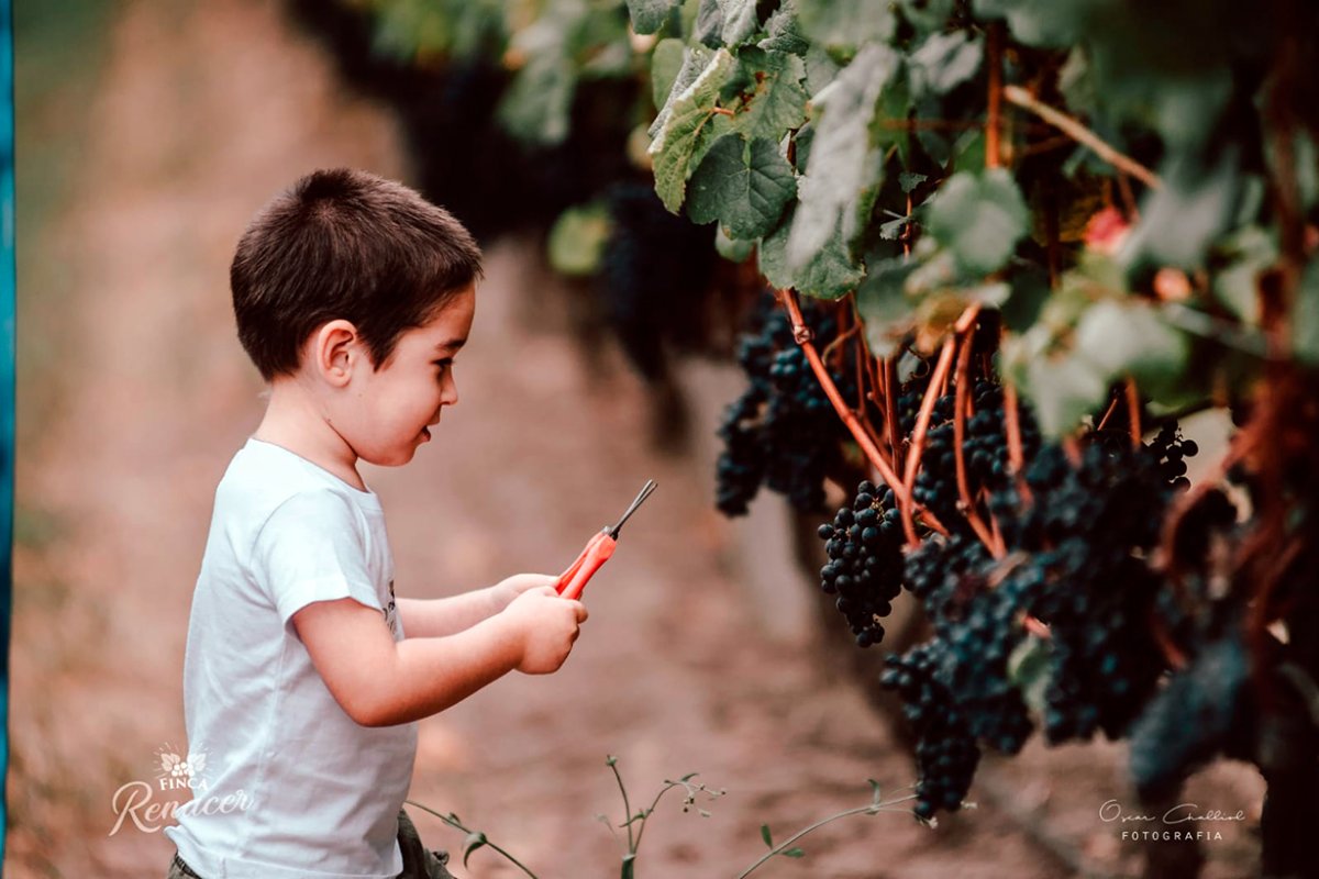 Lote de Tannat con las futuras generaciones.