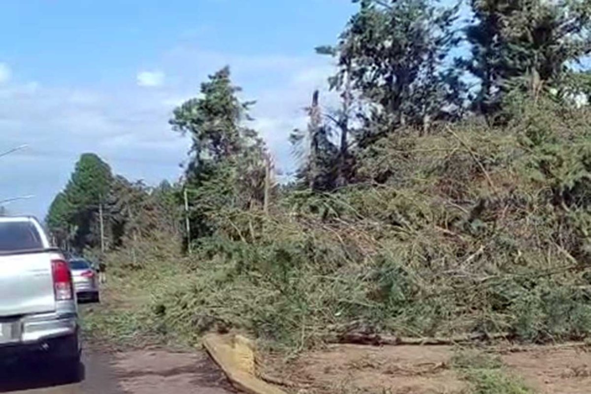 La avenida R&ouml;sch, cubierta de &aacute;rboles ca&iacute;dos