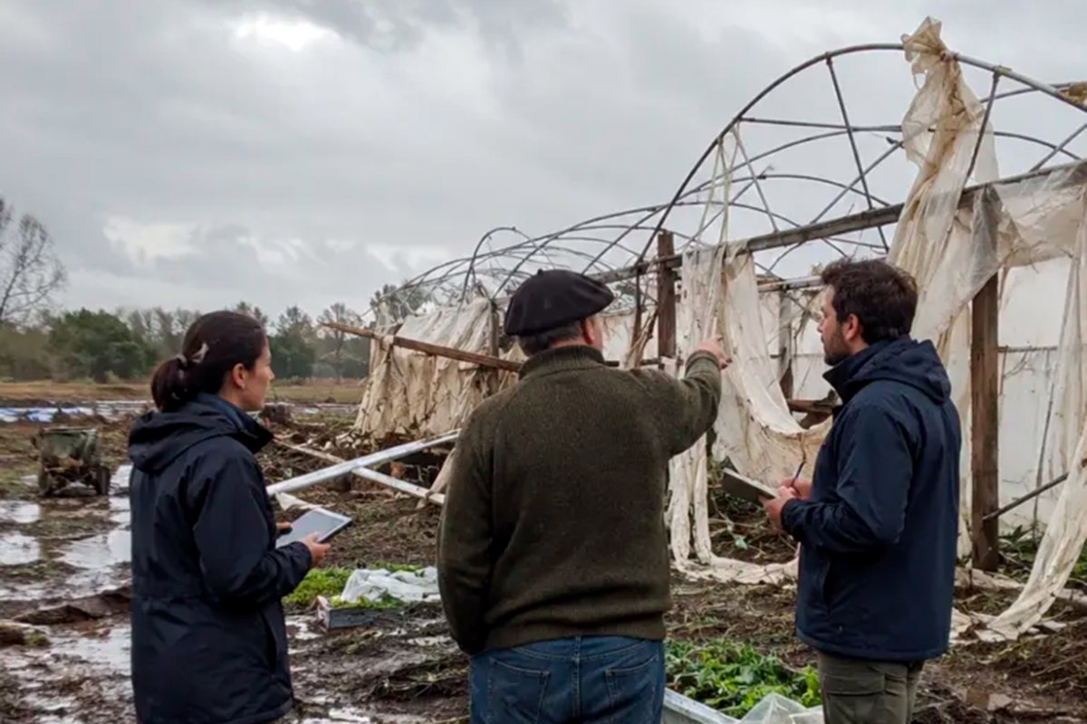 Relevan a productores (imagen hecha con IA).