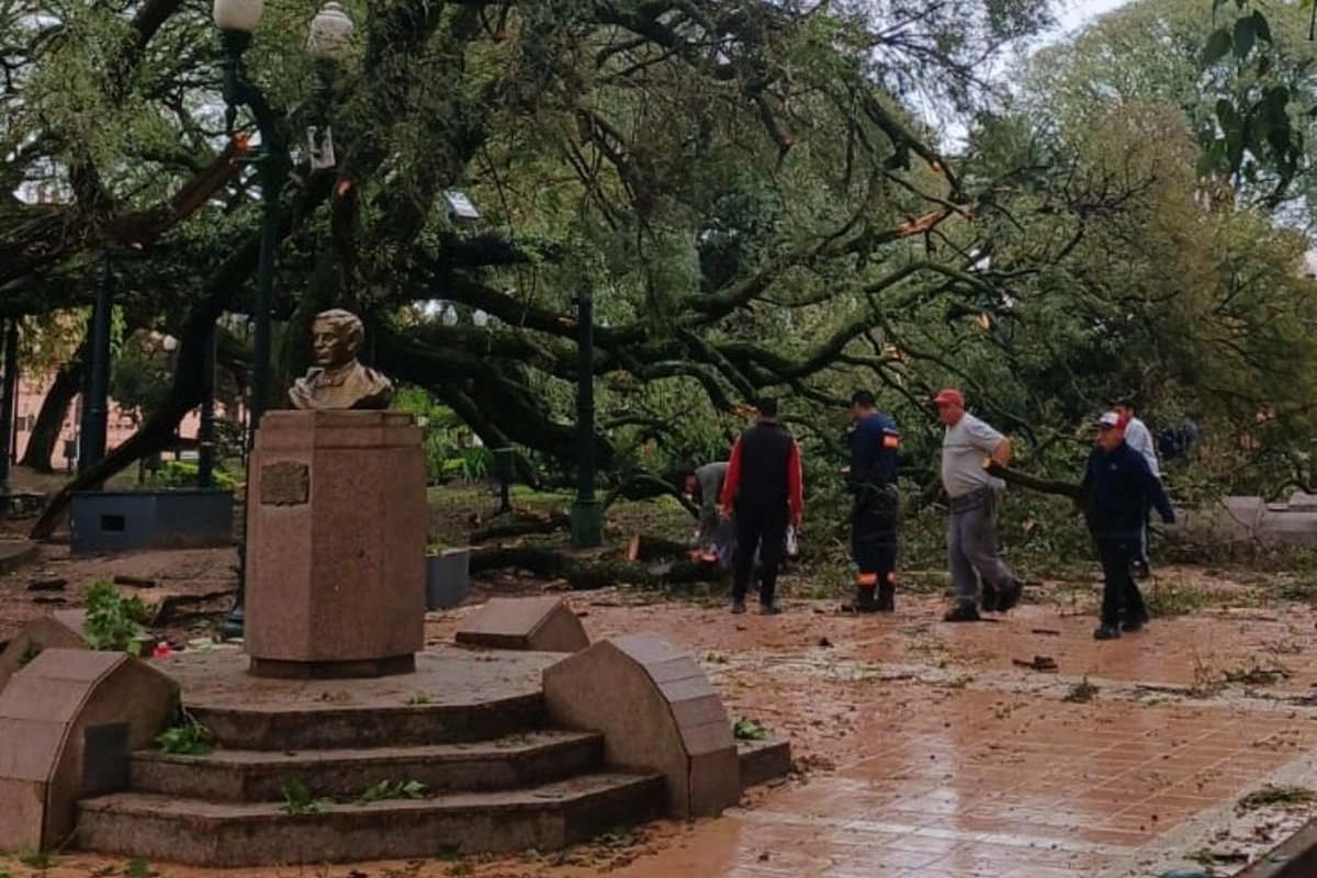 Hist&oacute;rico &aacute;rbol de la Plaza Ram&iacute;rez, en el suelo.