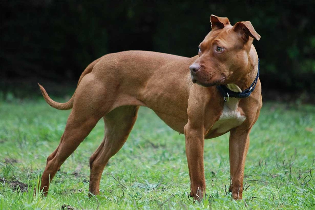 Perro pitbull